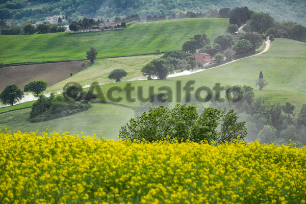 Rally Adriatico 2025
Cingoli MC 3 4 Maggio 2025
Campionato Italiano Rally Terra Rally Adriatico 2025
Cingoli MC 3 4 Maggio 2025
Campionato Italiano Rally Terra