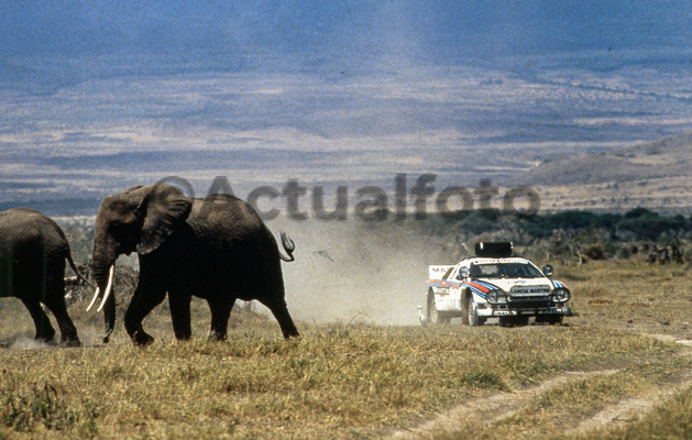 Lancia 037 Collection 11