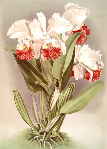 LCA F 001077