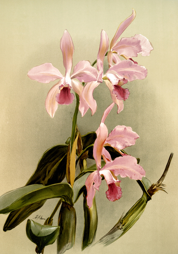 LCA F 001027