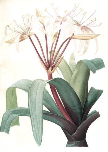 LCA F 001415
