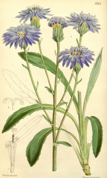 LCA F 004653