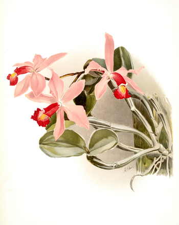 LCA F 000987