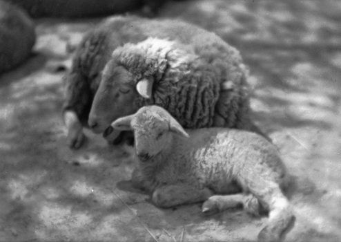 BVA S 000353 BVA S 000353