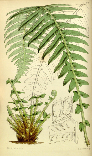 LCA F 004582