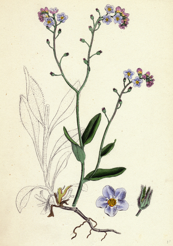 LCA F 000418