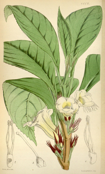 LCA F 004523