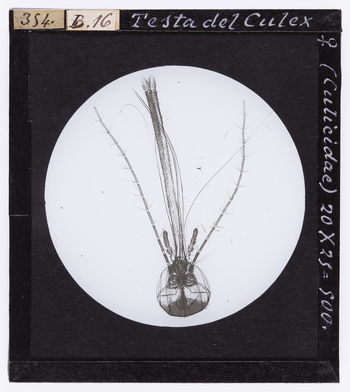 RGD S 000B16 RGD S 000B16