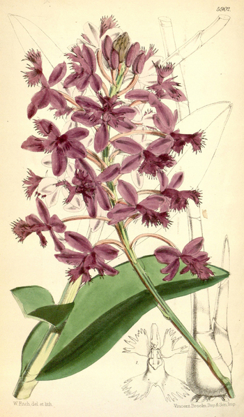 LCA F 004799