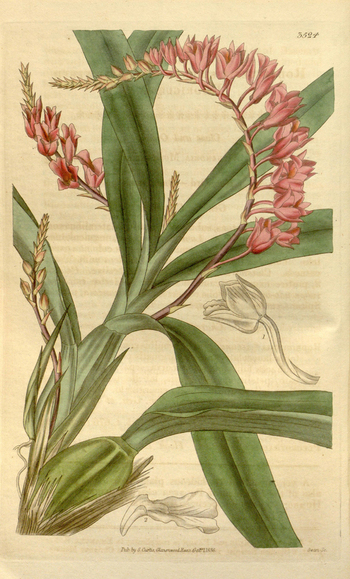 LCA F 004522