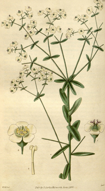LCA F 004699
