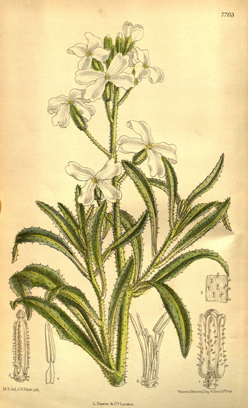 LCA F 004857