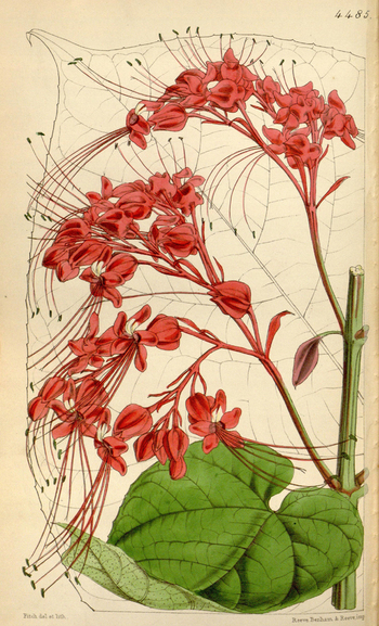 LCA F 004531