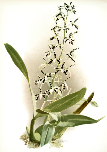 LCA F 001041