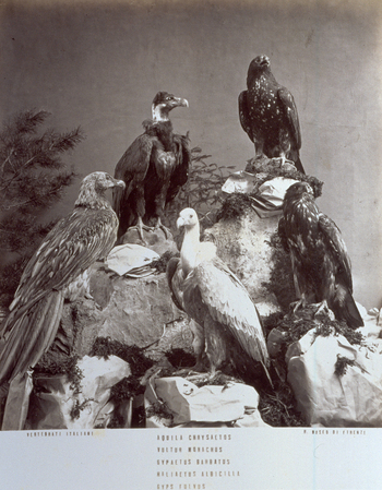 MFC A 004643 MFC A 004643