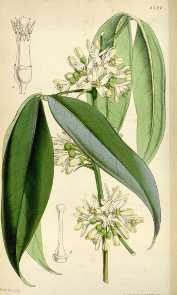 LCA F 004678