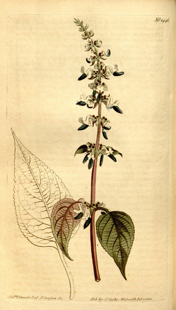 LCA F 004783