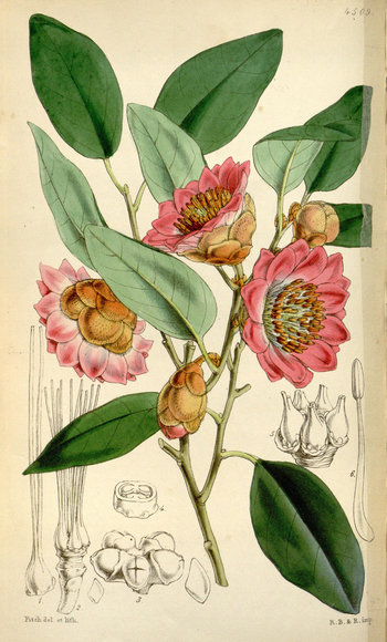 LCA F 004804