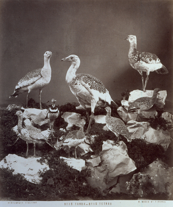 MFC A 004643 MFC A 004643