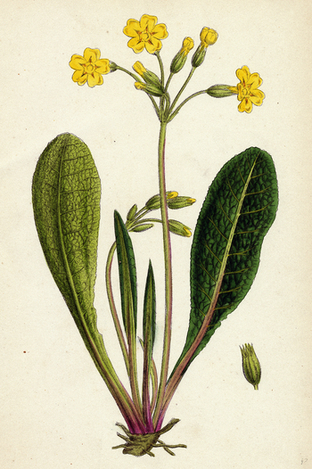 LCA F 000422