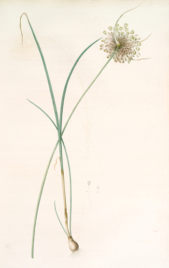 LCA F 001355