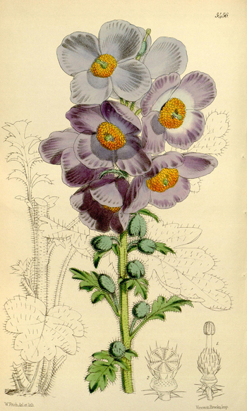 LCA F 004711