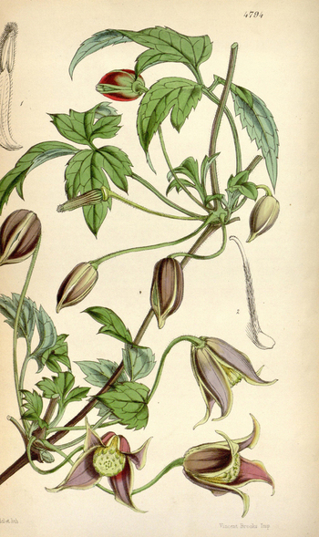 LCA F 004669