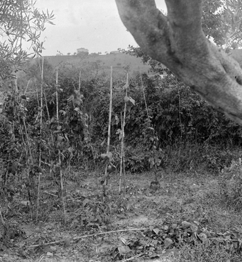 MFA S 0000II MFA S 0000II