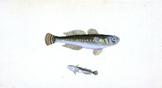 LCA F 000855