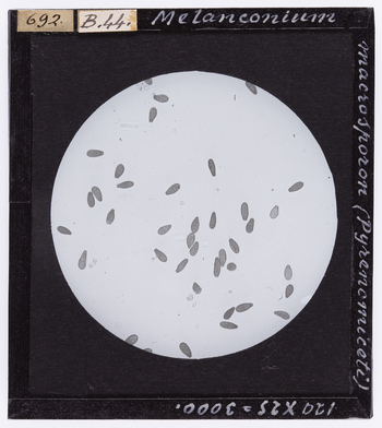 RGD S 000B44 RGD S 000B44