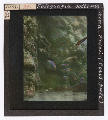 RGD S 000026 RGD S 000026