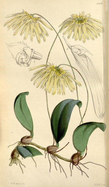 LCA F 004771