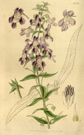 LCA F 004685