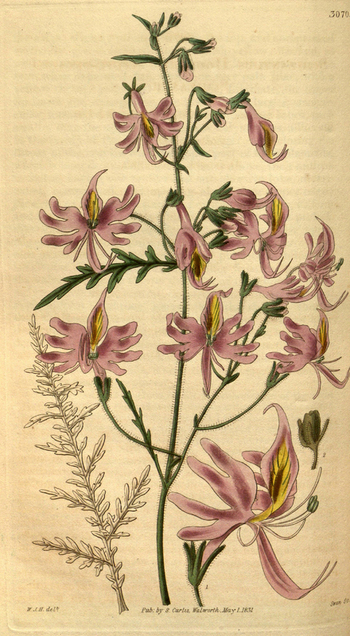 LCA F 004751