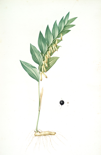 LCA F 001277