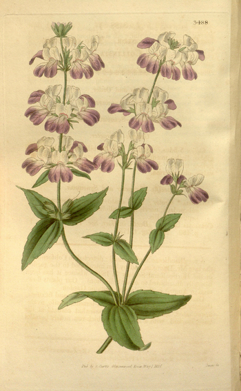 LCA F 004731