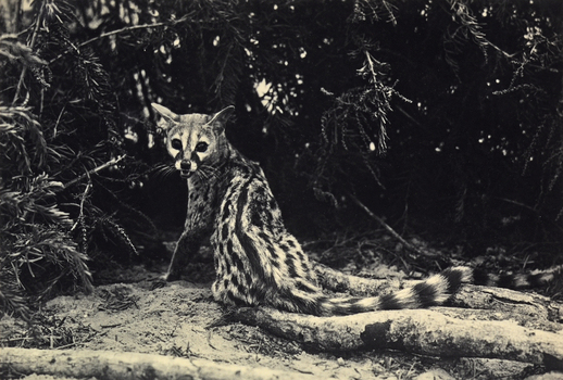 FCC A 000067 FCC A 000067