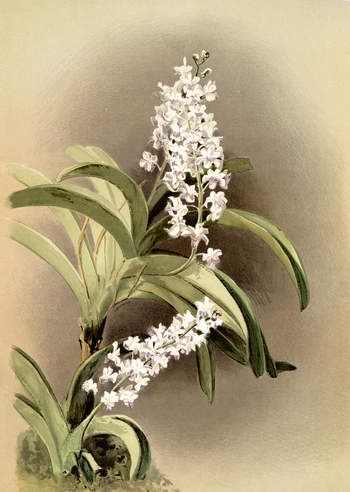 LCA F 001029