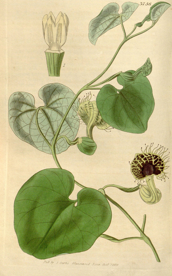 LCA F 004661