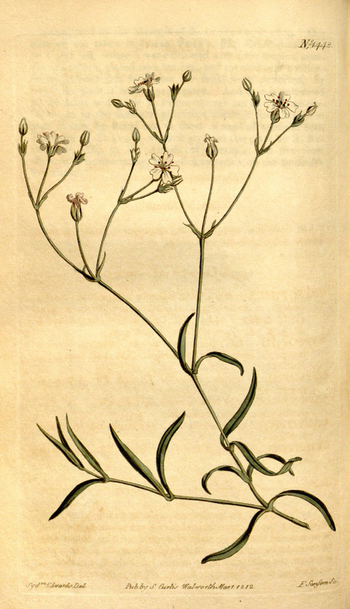 LCA F 004791