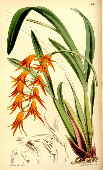 LCA F 004831