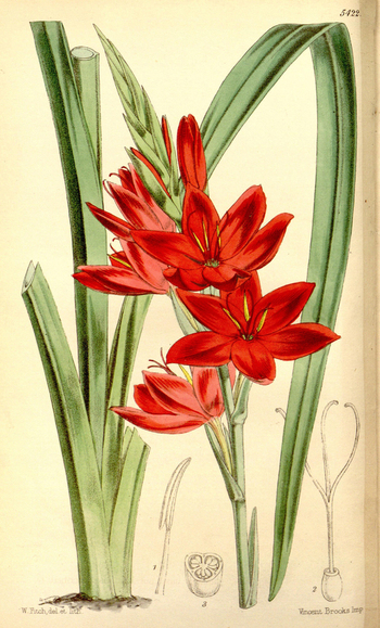 LCA F 004742