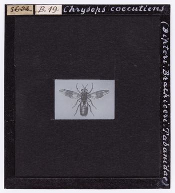 RGD S 000B19 RGD S 000B19