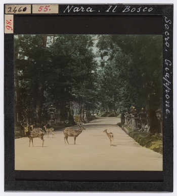 RGD S 000055 RGD S 000055