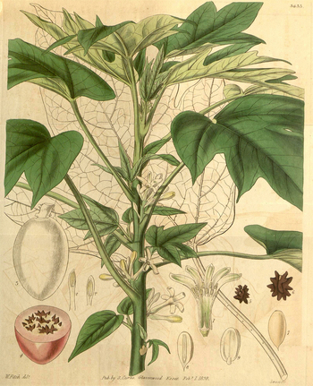 LCA F 004559
