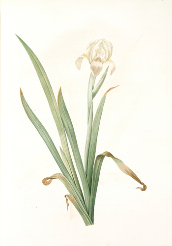 LCA F 001403