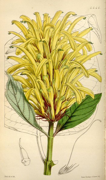 LCA F 004785