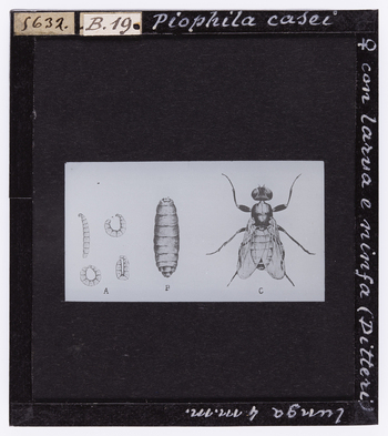 RGD S 000B19 RGD S 000B19