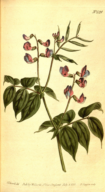 LCA F 004586