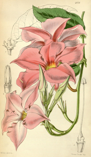 LCA F 004633